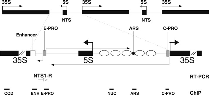 FIGURE 1: