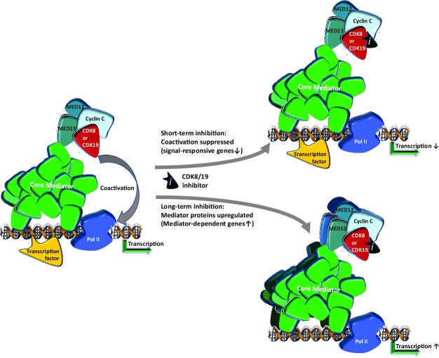 Graphical Abstract