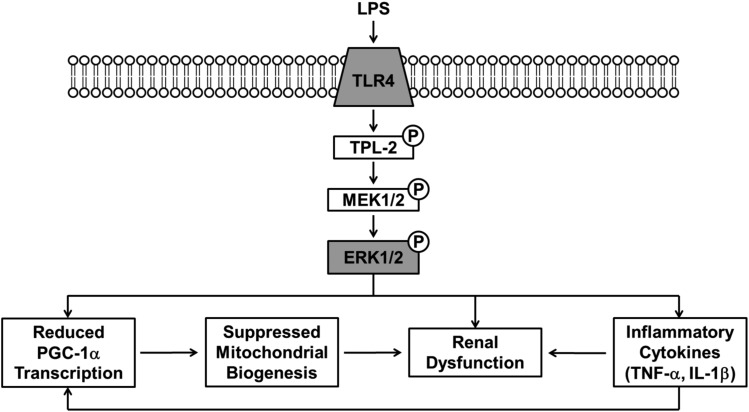 Fig. 11.