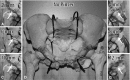 Fig. 3A–G