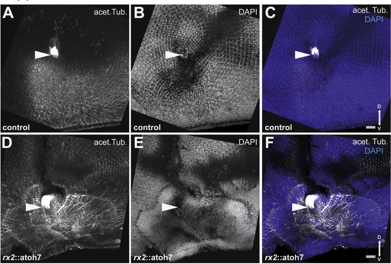 Supplementary Fig. 4