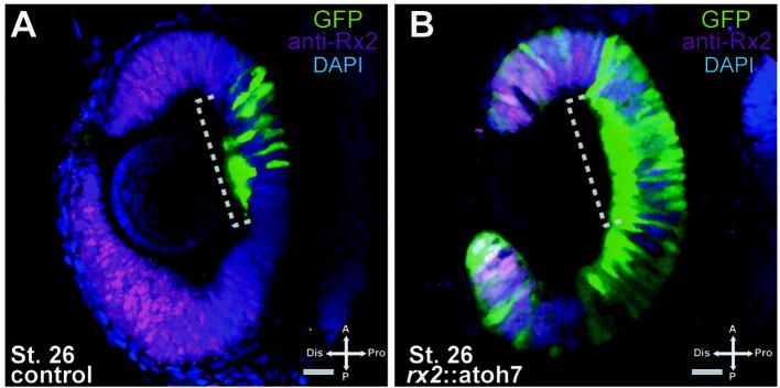 Supplementary Fig. 2