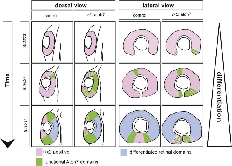 Fig. 7