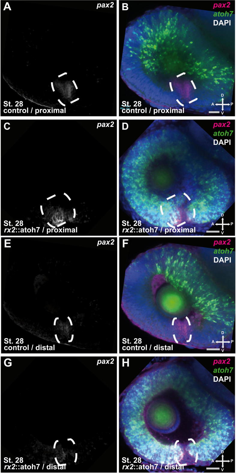 Supplementary Fig. 5