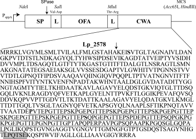 FIG. 1.