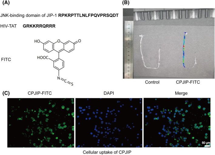 FIGURE 1