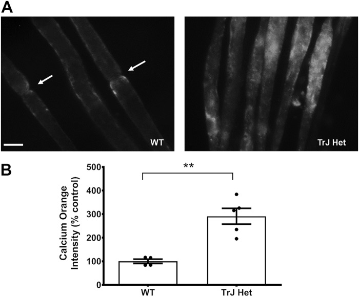 Figure 6.