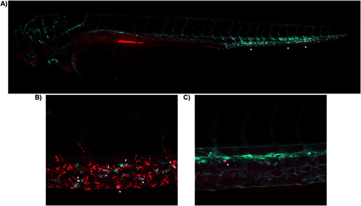 Fig. 4