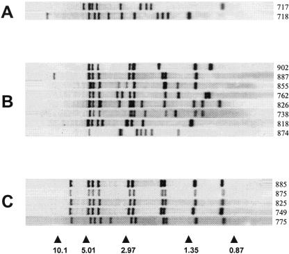 FIG. 2.