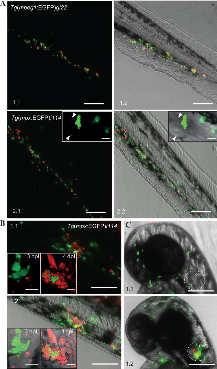 FIG 6