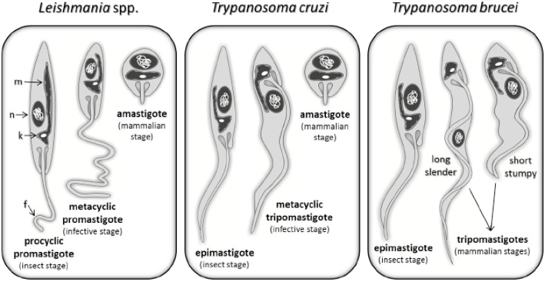 Fig. (1)