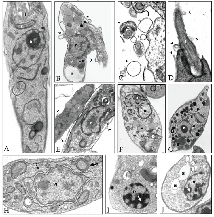 Fig. (8)