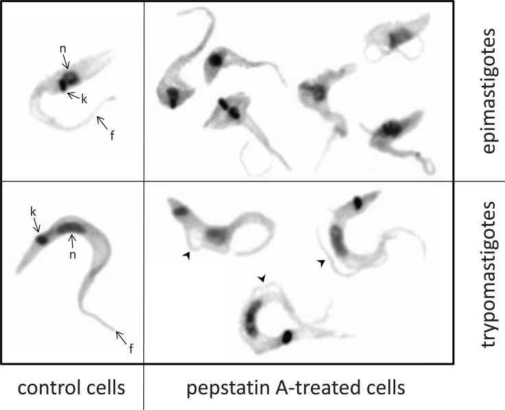 Fig. (9)