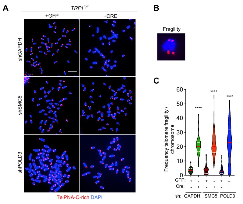 Figure 6—figure supplement 2.