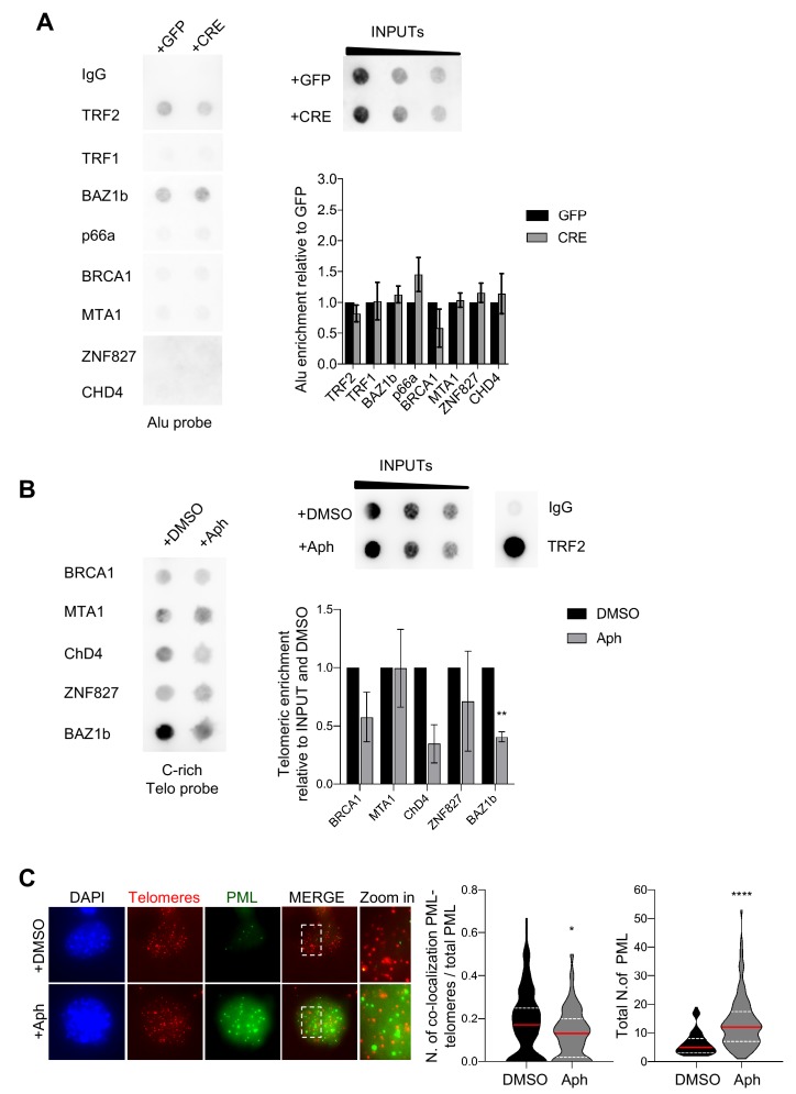 Figure 2—figure supplement 1.