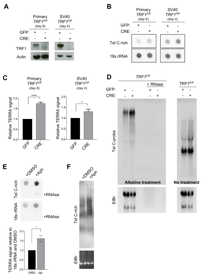 Figure 3—figure supplement 1.