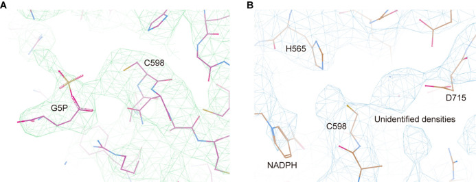 Figure 4—figure supplement 1.