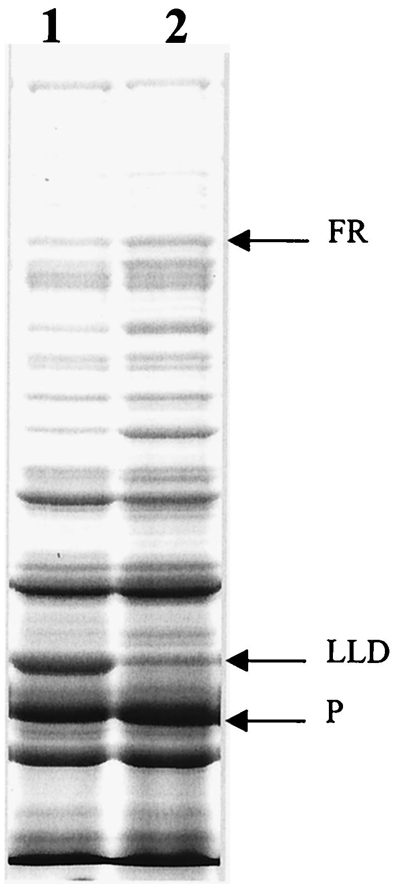 FIG. 7.