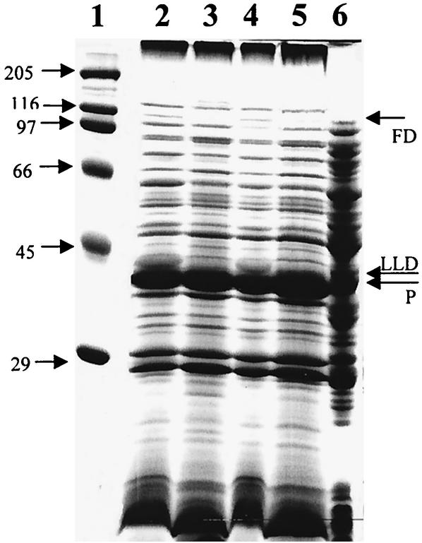 FIG. 6.