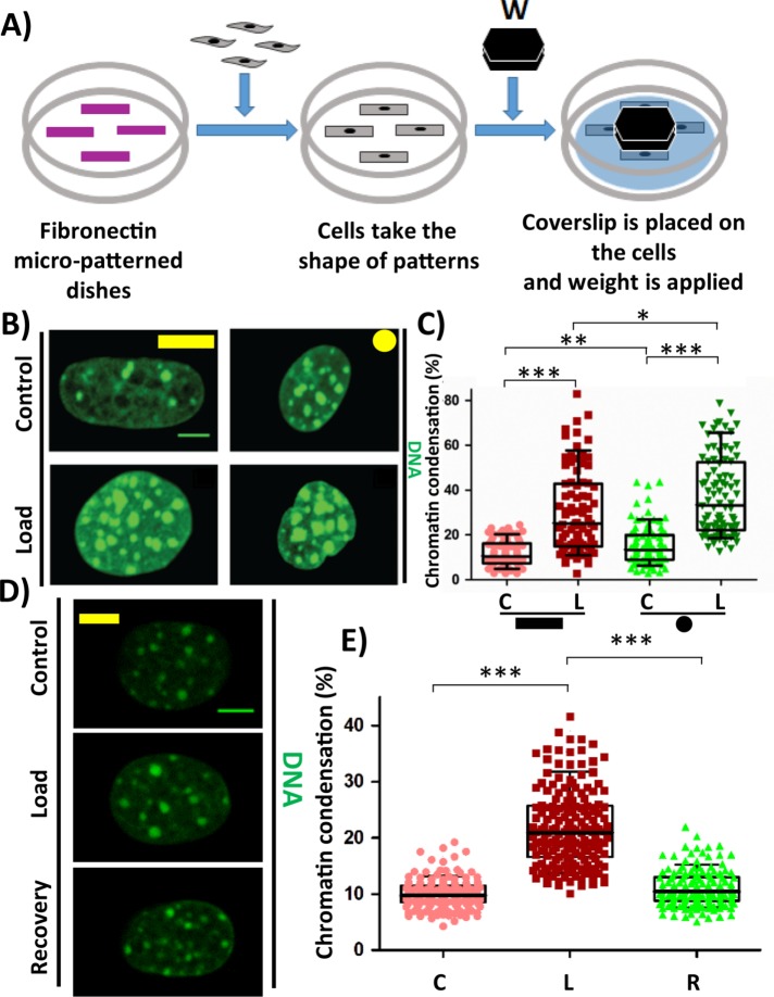 FIGURE 1: