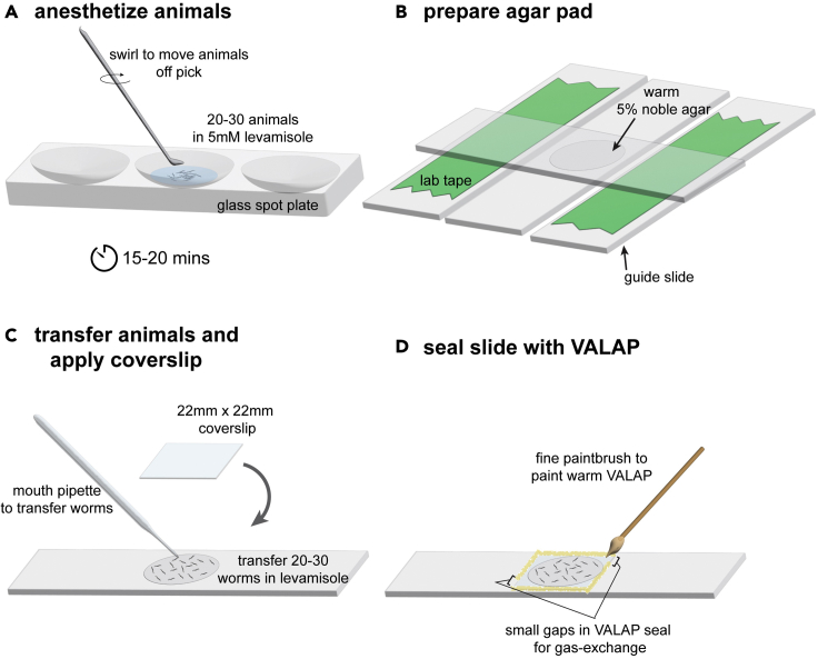 Figure 4