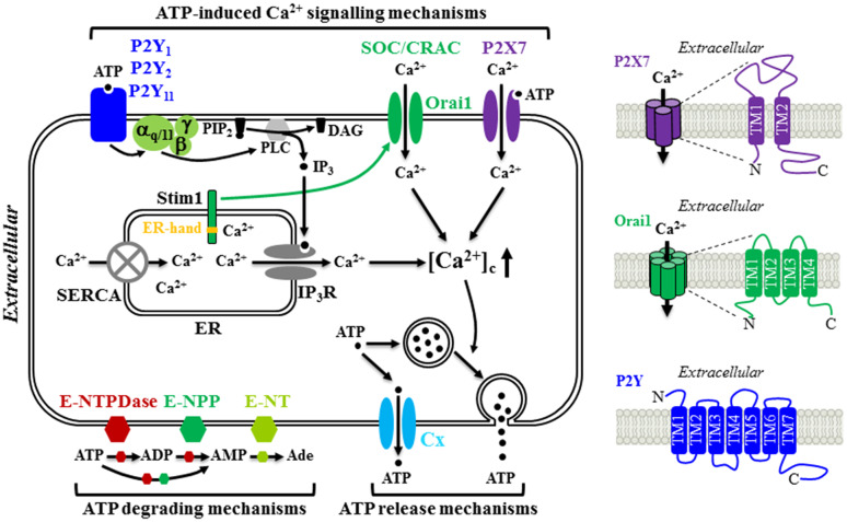 Fig. 1