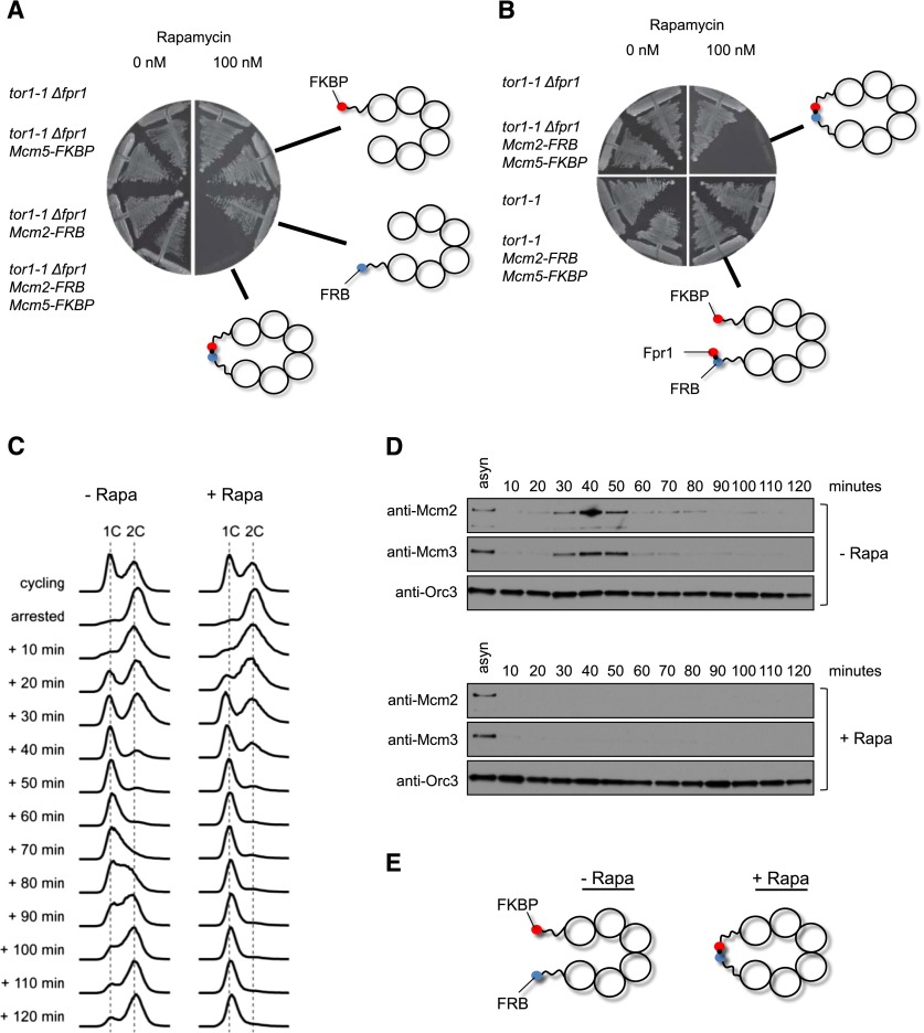 Figure 4.