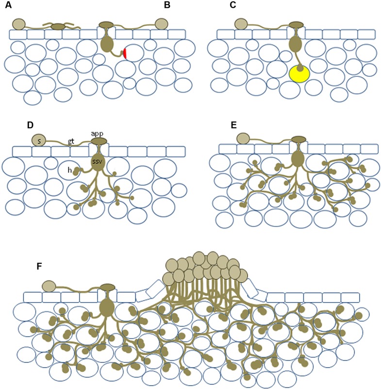 FIGURE 1