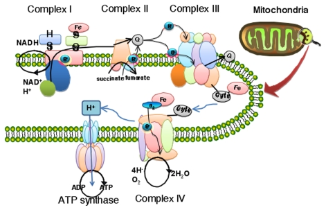 FIGURE 3