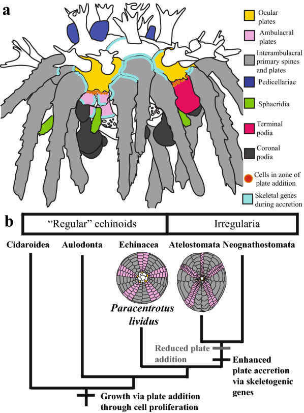 Fig. 5