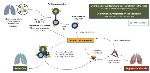 Efzofitimod: a novel anti-inflammatory agent for sarcoidosis - PMC