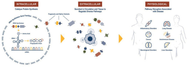 Efzofitimod: a novel anti-inflammatory agent for sarcoidosis - PMC