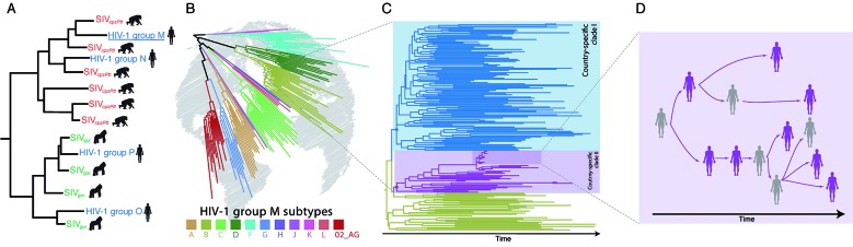 Phylogenetics applied to the human immunodeficiency virus type 1 (HIV-1) molecular epidemiology investigation revealed the history of the virus dissemination among humans. (A) Phylogenetic tree of HIV-1 and related simian immunodeficiency viruses (SIV) sequences reveals the multiple virus cross-species transmission events that originated HIV-1 groups. (B) The successful global spread of HIV-1 group M and fast diversification in multiple phylogenetic lineages. Figure depicts the current 10 subtypes and the most widely spread recombinant form CRF02_AG. (C) Phylogenetic tree representing the virus dispersion of a given HIV-1 subtype in space and time, which can reveal transmission routes between and within geographic locations represented by different branch colours. (D) When sampling coverage is high, phylogenies are informative to investigate transmissions in the social space, also known as HIV-1 transmission network reconstruction. The figure shows a hypothetical contact network, where sampled individuals (in purple) formed a closely related cluster in the tree.