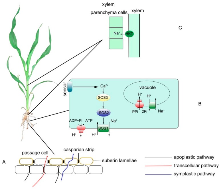 Figure 2