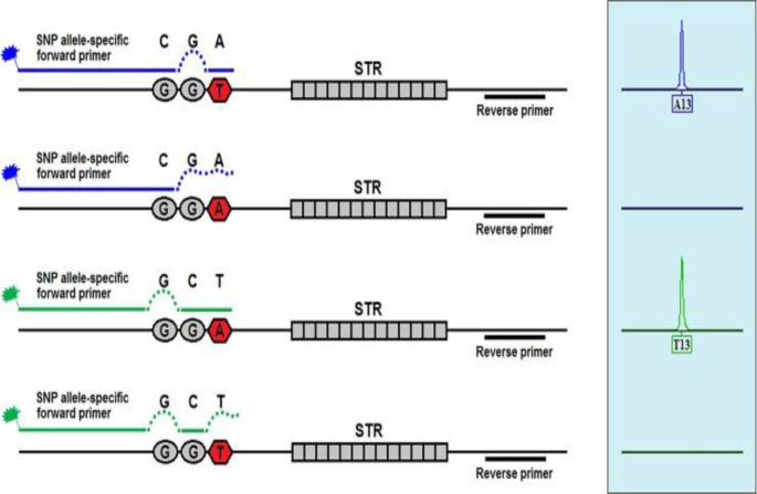 Application of Y-STR, DIP-STR and SNP-STR Markers in Interpretation of ...