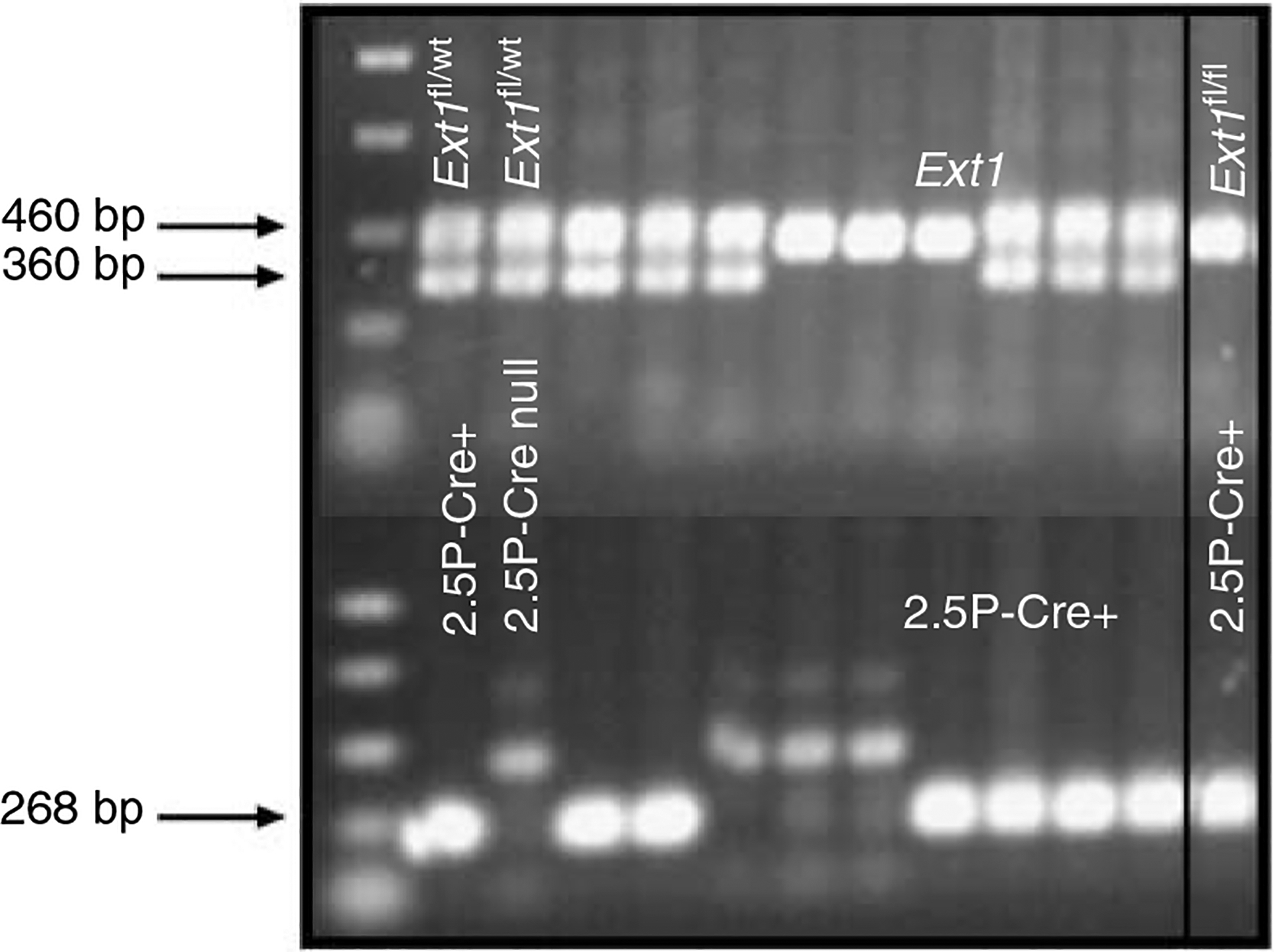 Figure 2 |