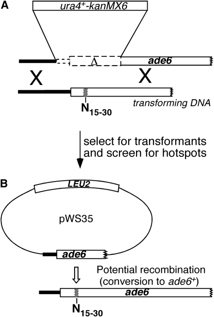 Figure 1.—