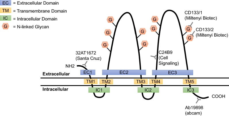 Fig. 1