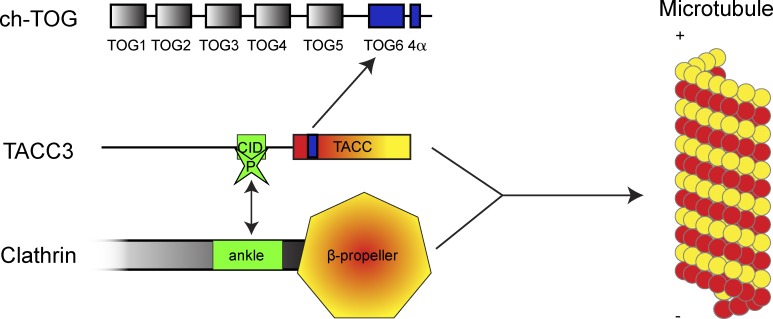 Coordination of adjacent domains mediates TACC3–ch-TOG–clathrin ...