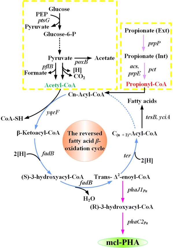 Fig. 1