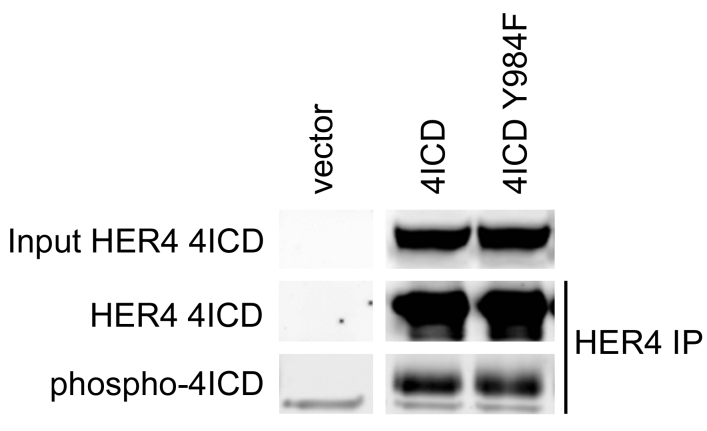 Fig. S1