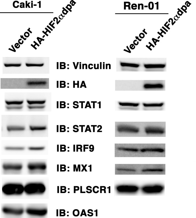 graphic file with name elife-69256-fig1.jpg