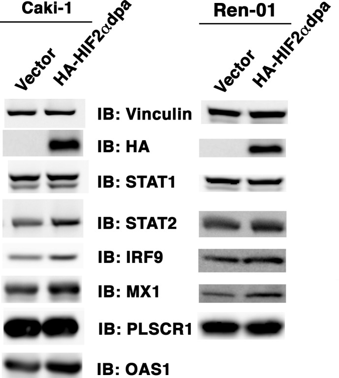 graphic file with name elife-69256-fig2.jpg