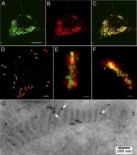 Fig. 9.