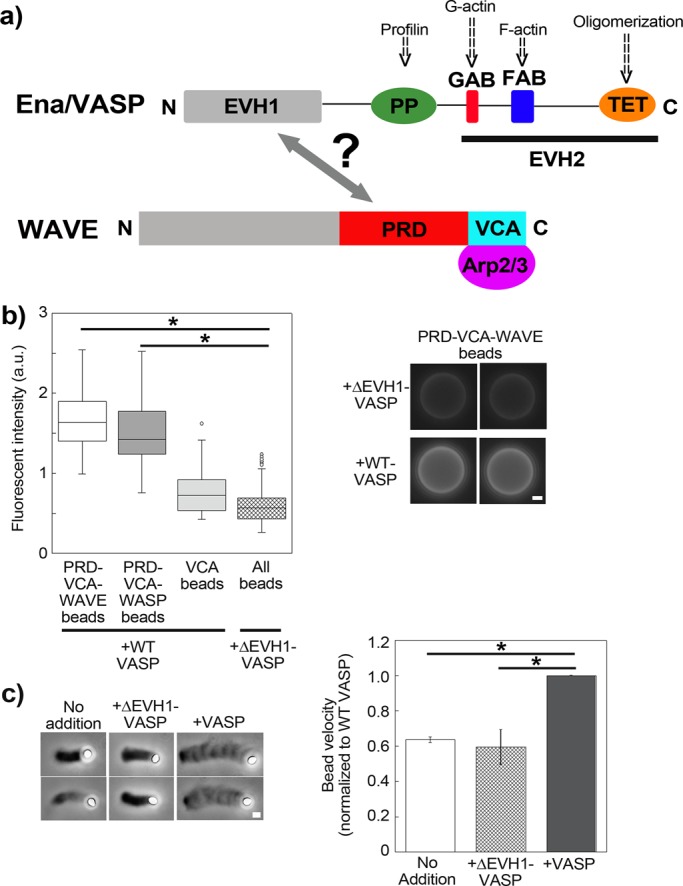 FIGURE 1: