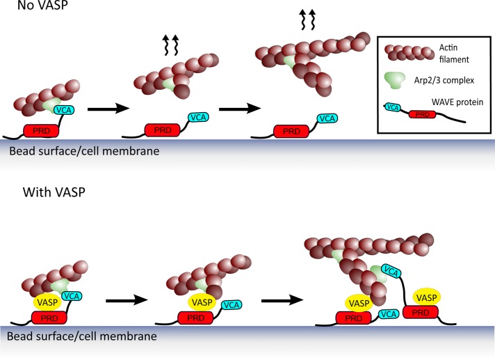 FIGURE 5: