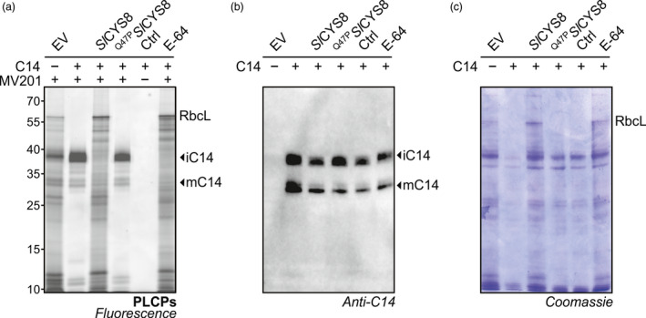 Figure 5