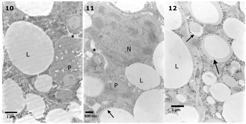 Figure 12