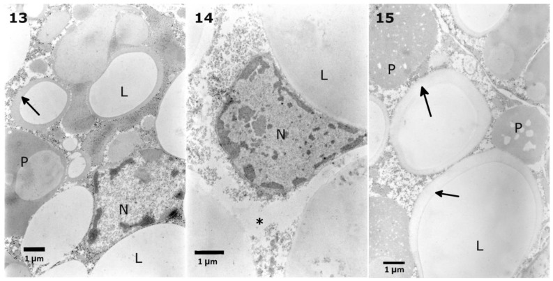 Figure 13