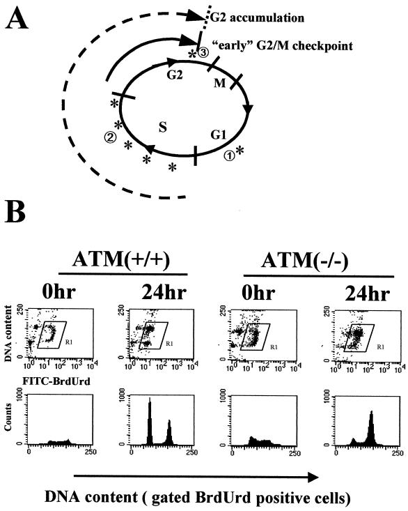 FIG. 3.